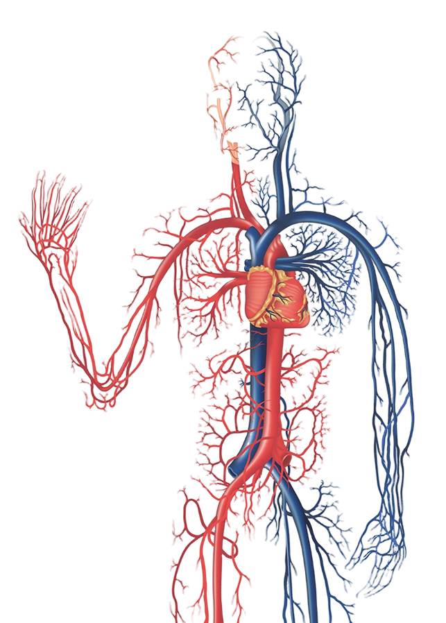 Vascular Rarea Aria Vascular | Vascular Surgery and Intervention in Stockton, CA